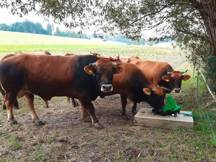 KERBL Weidepumpe P100 Duo